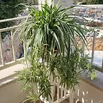 Mare - Island Krk, Traditional Stone House With Pool