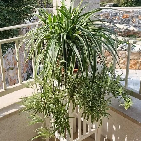 Mare - Island Krk, Traditional Stone House With Pool